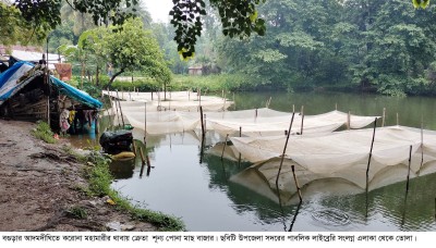 আদমদীঘিতে করোনার থাবায় পোনা মাছ বাজারের দুরাবস্থা, বেকার ৫ শতাধিক চাষী